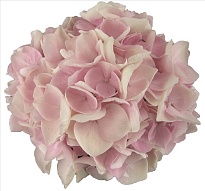 Гортензия Sweet Verena дл.65 d20-22 1шт