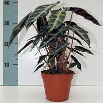 Алоказия Бамбино Эрроу d14 h30 6шт