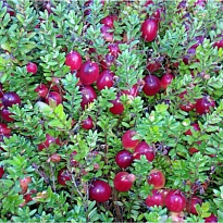 Клюква крупноплодная Бен Лир d15 1шт