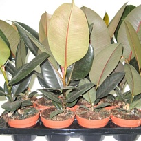 Фикус Абиджан d14 h50 8шт