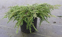 Можжевельник (Juniperus) обыкновенный Репанда (П) 2-3л h35 1шт 