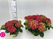 Гортензия Макр. Стокголм d10 h30 6шт