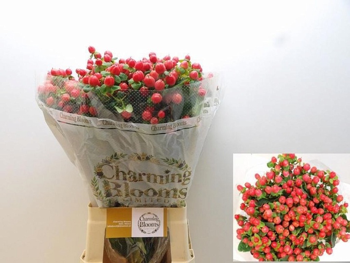 Гиперикум Pacific Red Dolly 10шт