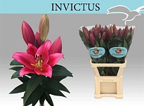 Лилия or. Invictus 21+ 10шт