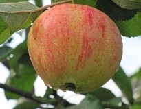 Яблоня Орлинка/подвой 54-118  полукарл/С