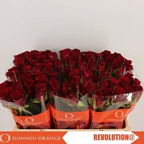 Роза Revolution дл.50 10шт
