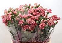 Гвоздика кустовая Miss Rose 10шт