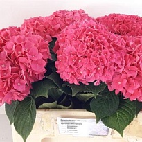 Гортензия Rodeo Red дл.80 d 23-24 1шт
