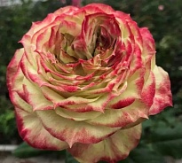 Роза Amankay Roses Cia. Ltda Apple Jack дл.60 25шт