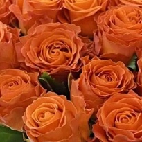 Роза Clarence (Ц) дл.60 10шт