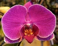 Орхидея Фален. Хонту 1ст d12 h50 10шт