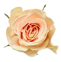 Роза Floricola Attaroses Cia Ltda PHOENIX дл.70 25шт