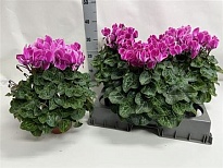 Цикламен Супер серия ХL d15 h35 2шт