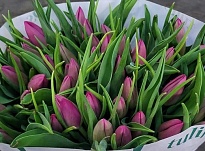 Тюльпан Asian Love 10шт