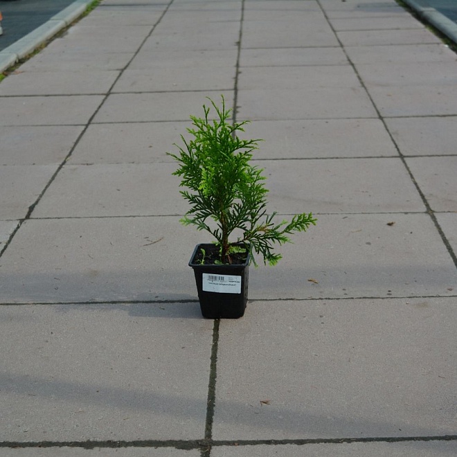 Туя (Thuja) западная Кинг оф Брабант d9 h30-40 18шт