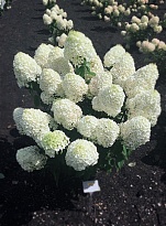 Гортензия (Hydrangea) метельчатая Ливинг Саммер Сноу 5л h40-50 1шт