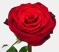 Роза Ecoflor Groupchile Cia Ltda Checkmate дл.50 25шт