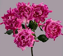 Роза куст. Tessa #pink дл.60 10шт