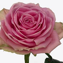 Роза AAA Roses Wham дл.40 10шт