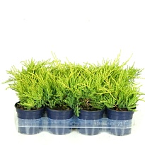 Можжевельник (Juniperus) средний Голд Коуст (KV) d11 h15-20 11шт