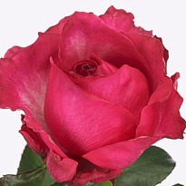 Роза Cherry Avalanche (Ц) дл.50 10шт