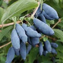 Жимолость Бакчарская Юбилейная (ОКС) 1шт