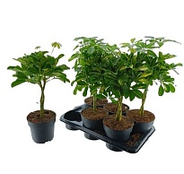 Шеффлера Микс Твист стем d17 h60 6шт