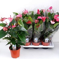 Антуриум Адиос Пинк d17 h60 6шт