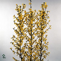 Форзиция Yellow пучок дл.90 1шт