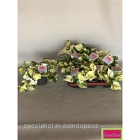 Эпипремнум Хэппи Лиф d12 h15 6шт