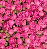 Роза Pink Dedication кустовая (Ц) дл.60 10шт/уп