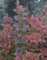 Барбарис Тунберга Голден Ринг/Цв.Кор