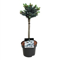 Ель (Picea) колючая Глаука Глобоза стэм d32 h100 1шт