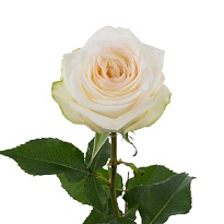 Роза Tessa Candlelight дл.50 25шт
