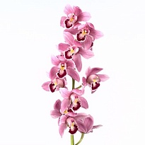Орхидея Cymbidium Pops Pink*12 дл.50 1шт