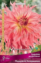 Георгина декоративная Пеннхилл Уотермелон 1шт