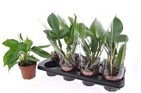 Филодендрон New d12 h40 8шт