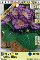 Глоксиния Тигрина Блю 5/6 1шт*