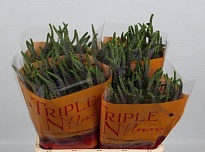 Вероника Skyler Splash Blue 10шт