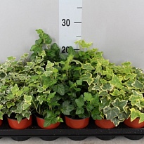 Хедера Хеликс микс d8 h10 21шт