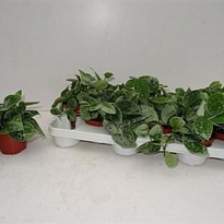 Сциндапсус Пиктус Сильвер Энн d8 h10 12шт