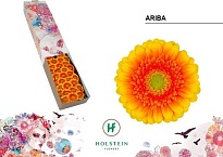 Гербера mini Ariba 30шт