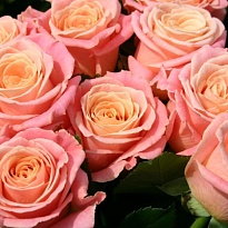 Роза Miss Piggy дл.40 10шт