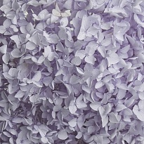 Гортензия стабилизированная 1шт сиреневый светлый