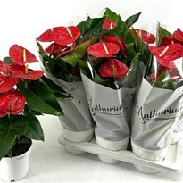 Антуриум Миннесота d17 h60 6шт