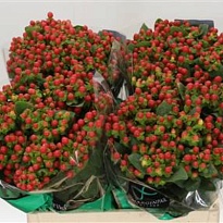 Гиперикум Tomato Flair 25  шт.