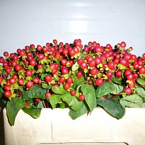 Гиперикум Coco Cuclum 5шт
