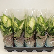 Диффенбахия микс d12 h40 10шт