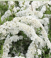 Спирея (Spirea) серая Грефшейм d9 h15-25 (СГ) 1шт