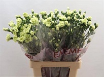 Гвоздика кустовая Rascal Green10 шт